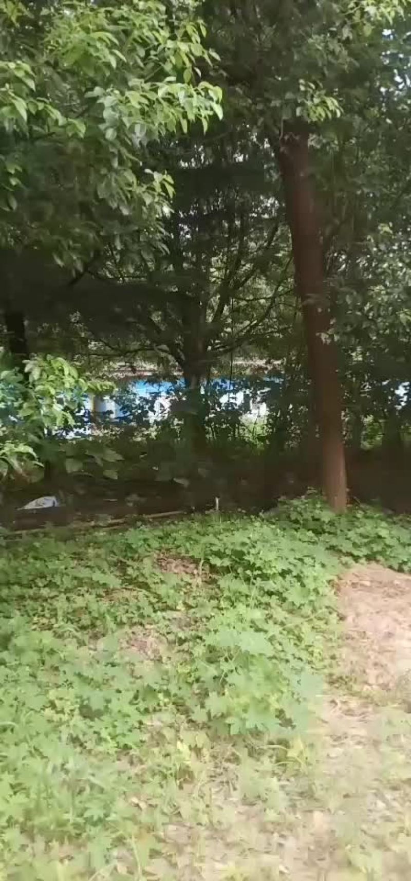 香樟树