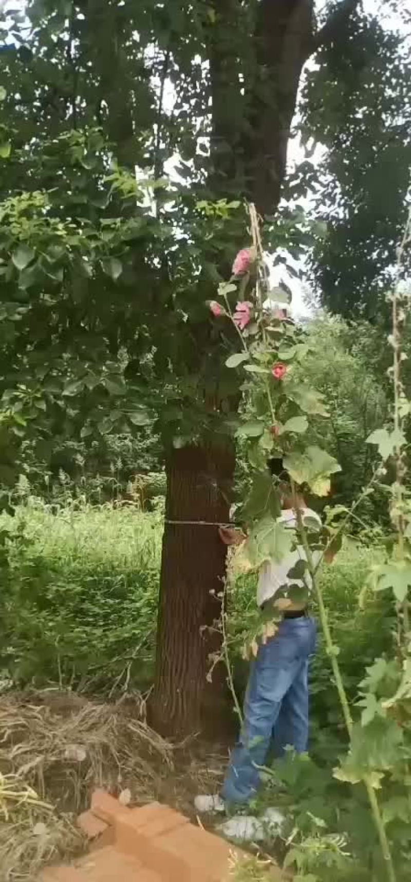 香樟树