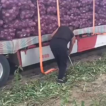 圆葱预定