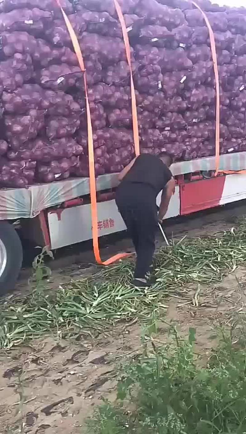 圆葱预定