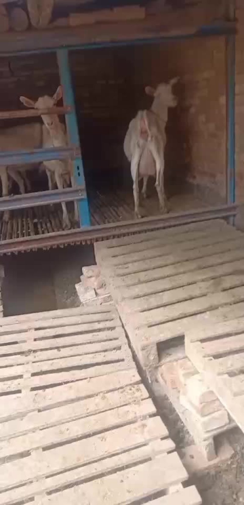 萨能奶山羊，品系纯正，体型高大，奶量高