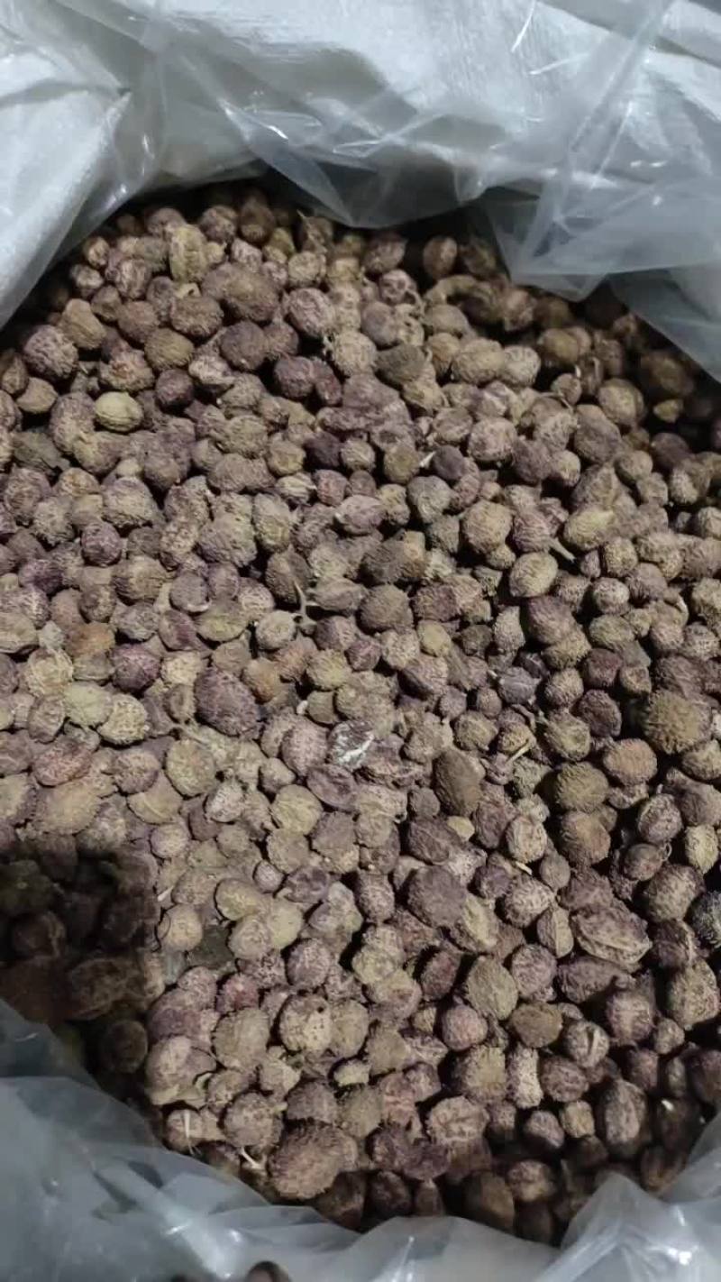 春砂仁