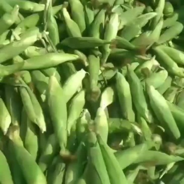 万糯2000大量上市