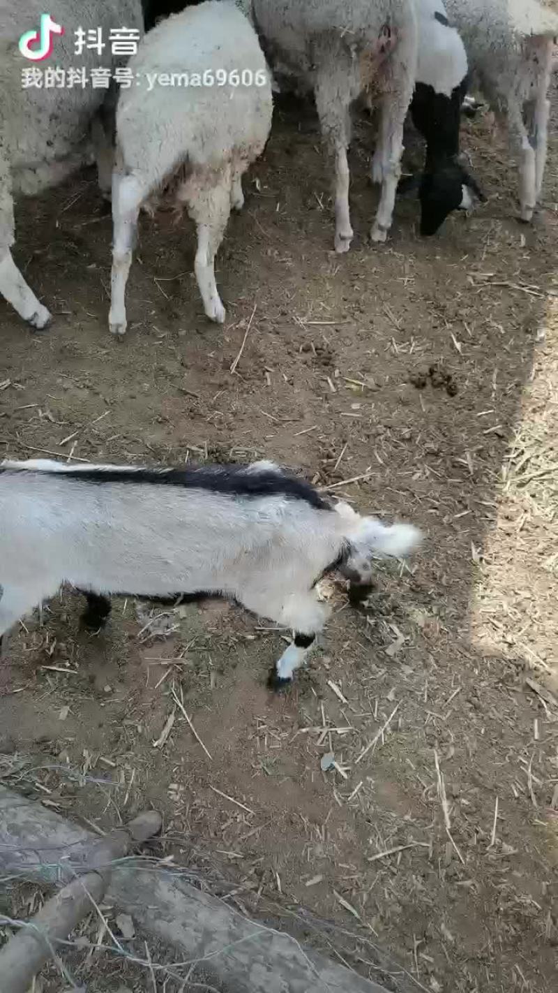 山羊羔