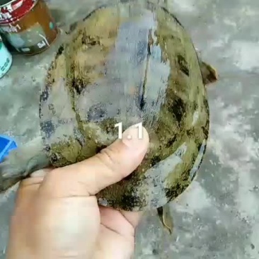 小甲鱼