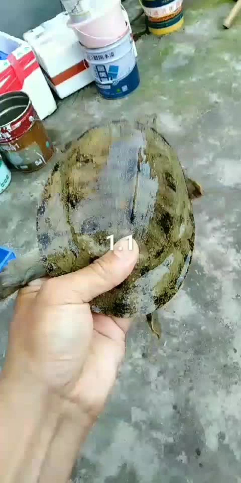 小甲鱼