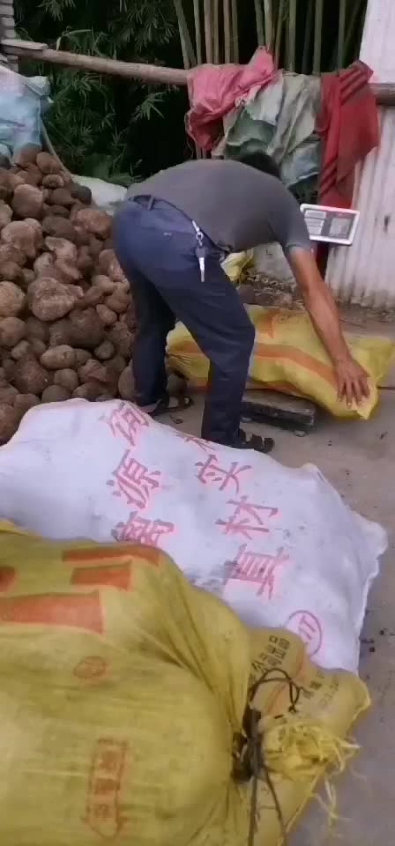 扁担藤