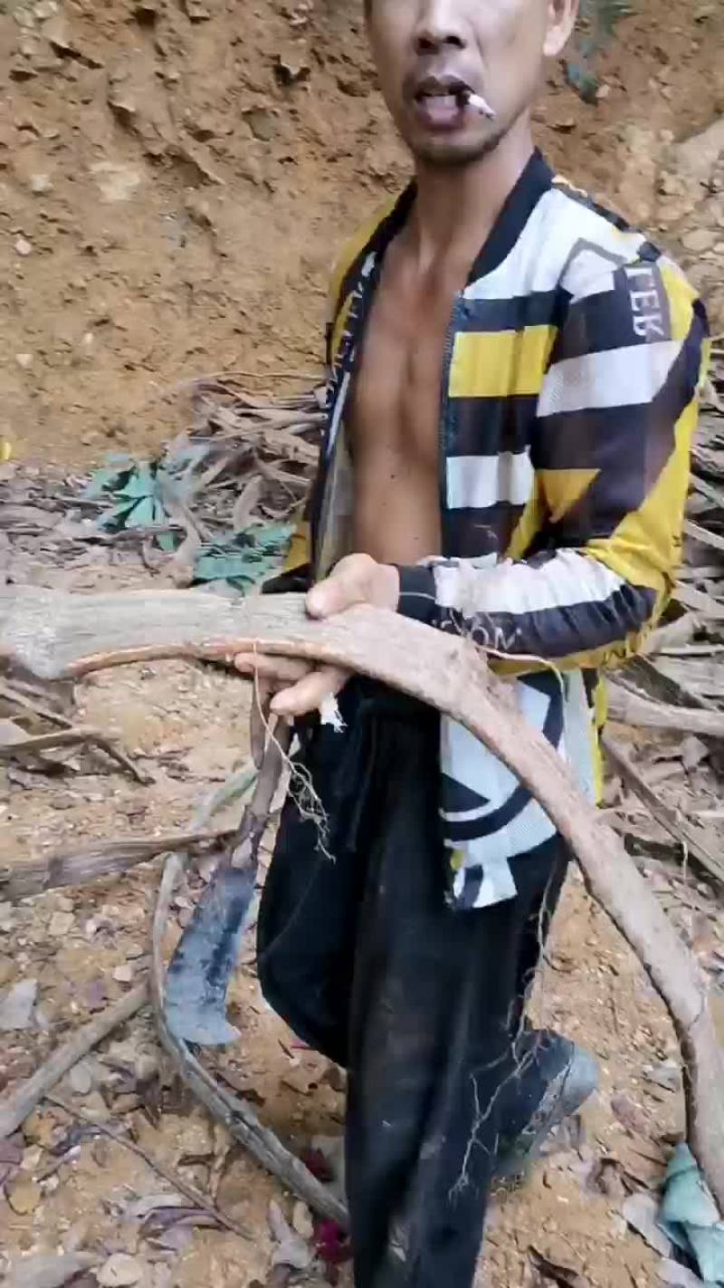 扁担藤