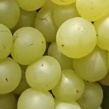 巨峰青葡萄