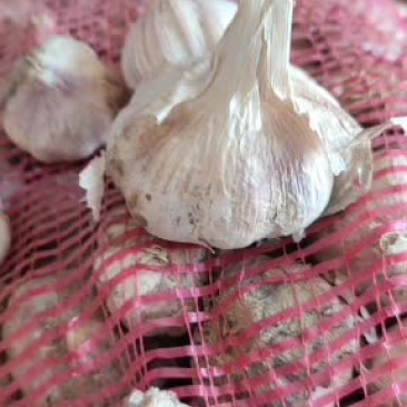 大蒜干大蒜红皮大蒜