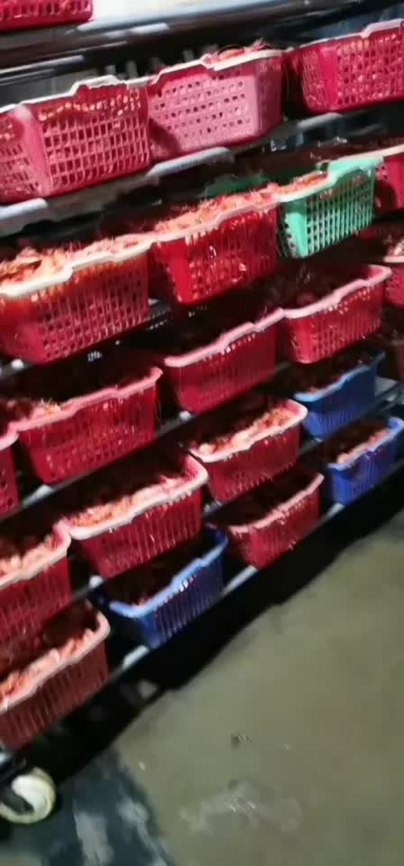 烤虾，九节虾