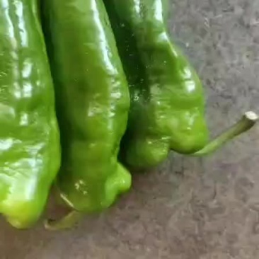 薄皮椒