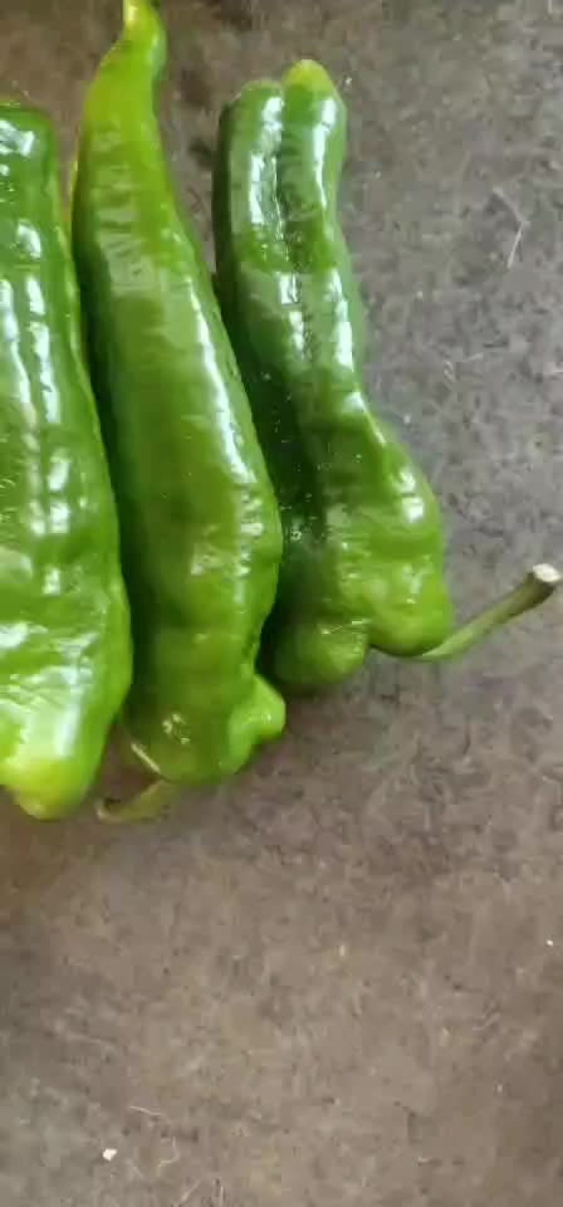 薄皮椒
