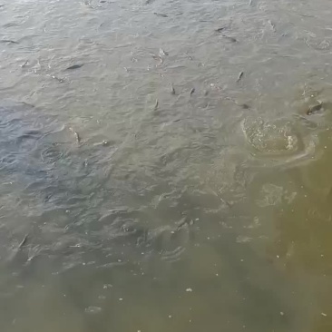 精养黄河鲤鱼