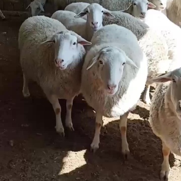 澳洲白羊，黑头杜波羊