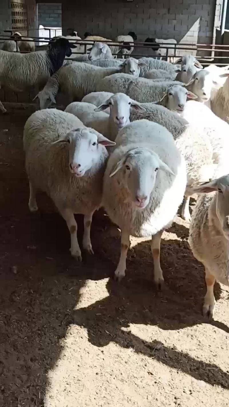 澳洲白羊，黑头杜波羊