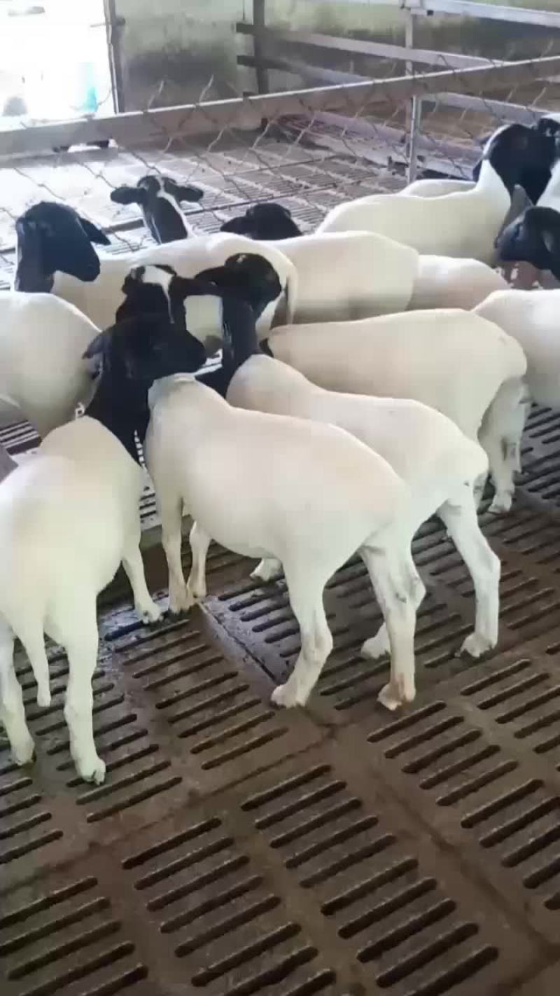 澳洲白羊，黑头杜波羊