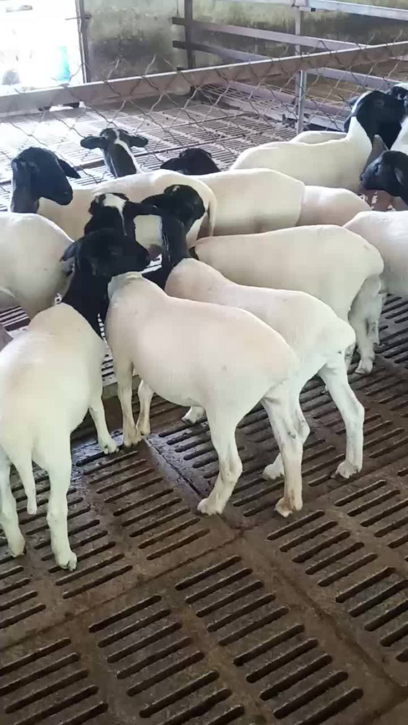 澳洲白羊，黑头杜波羊