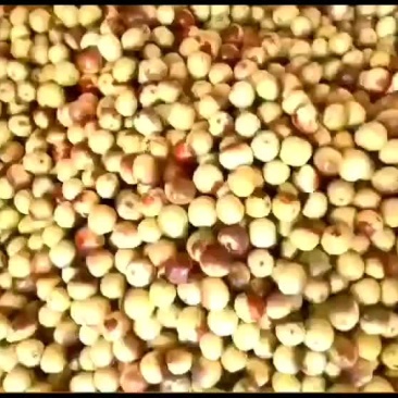 大荔冬枣