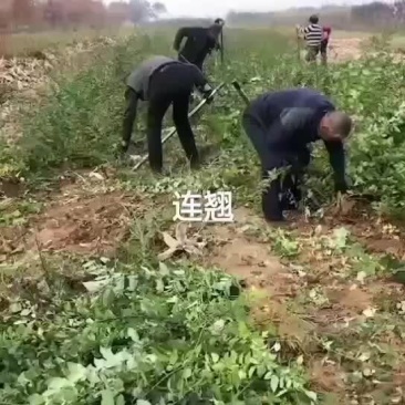 药用连翘苗