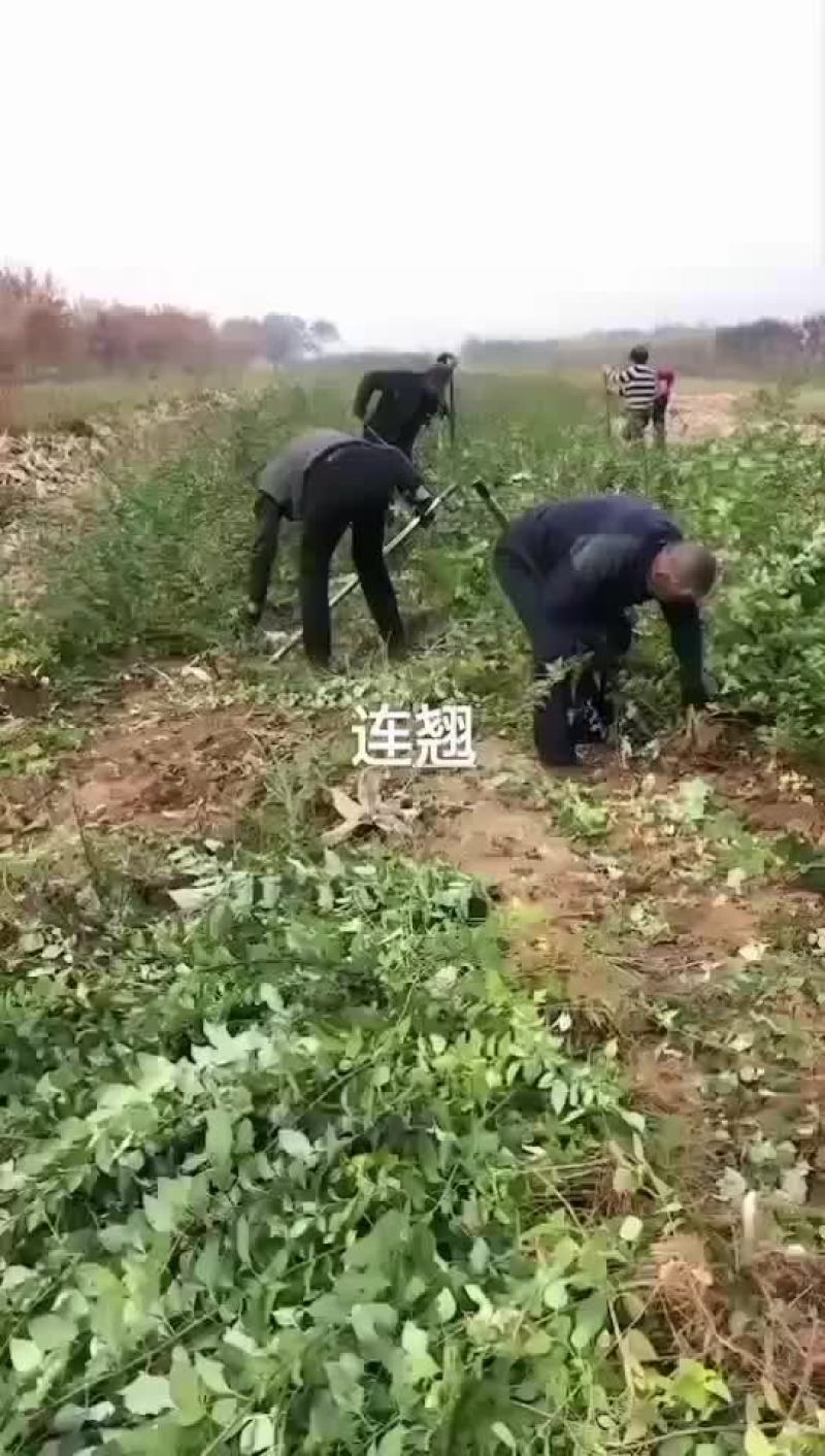 药用连翘苗