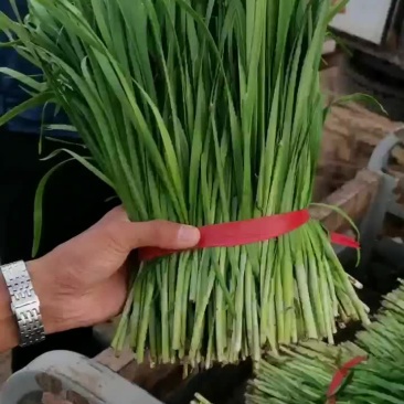 精品菜大量上市欢迎采购