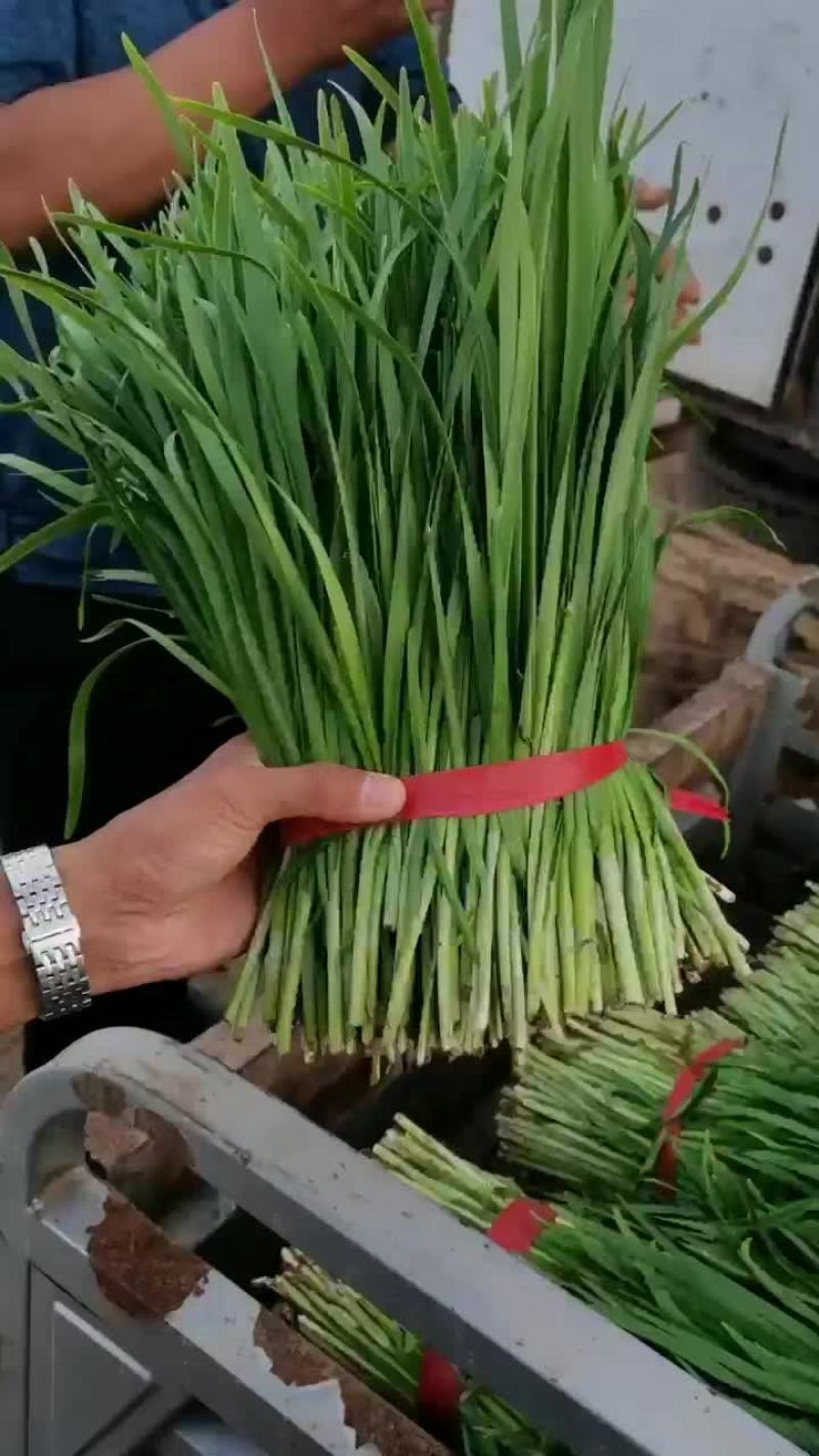 精品菜大量上市欢迎采购