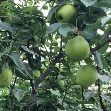 早酥梨已经马上进入采摘后期，大小都甜，货源充足价格便宜