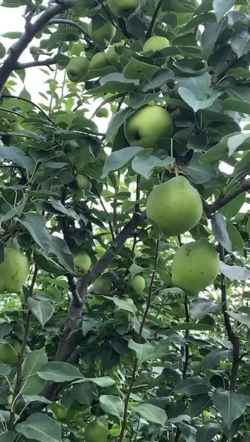 早酥梨已经马上进入采摘后期，大小都甜，货源充足价格便宜