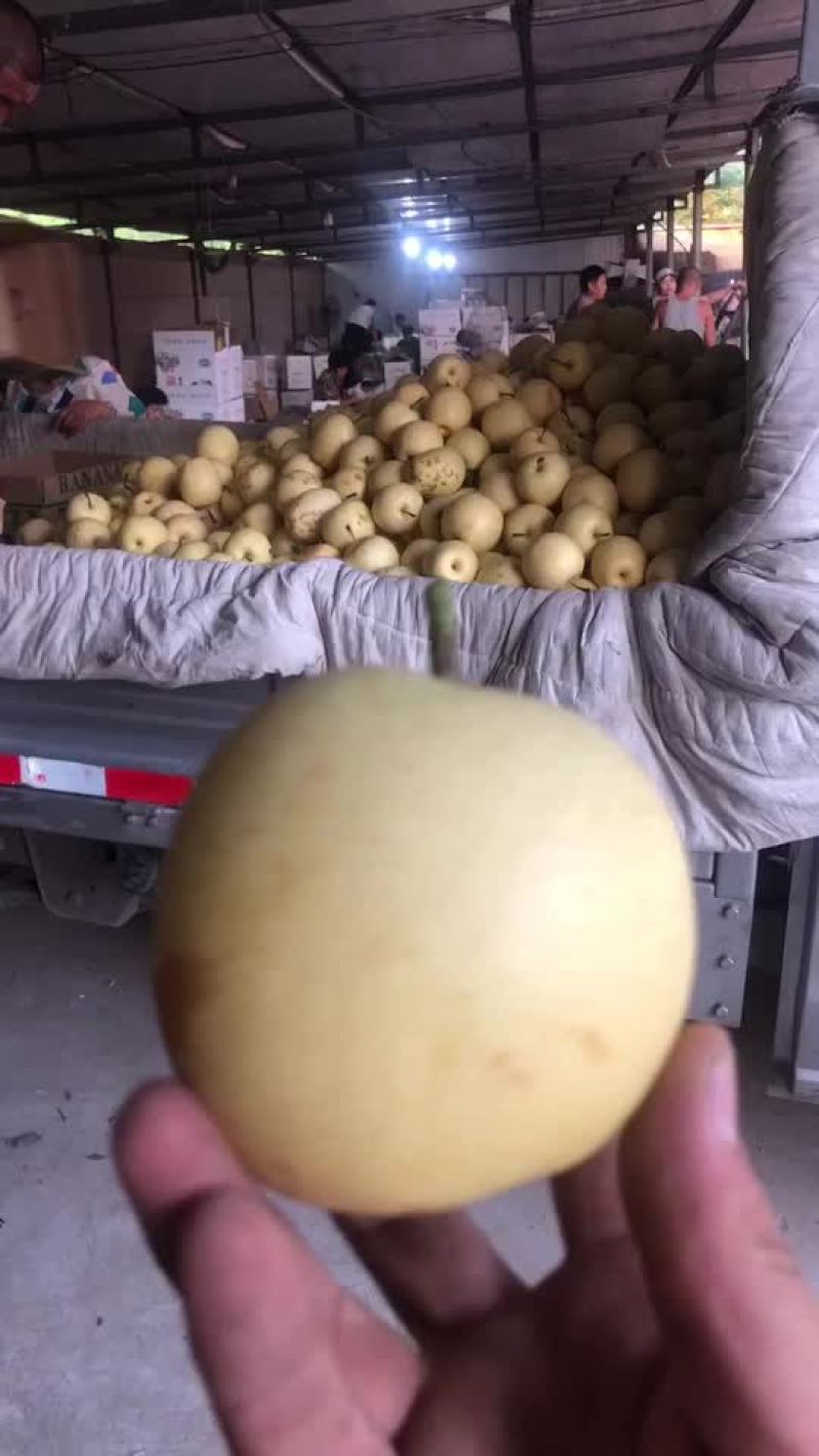 河北辛集皇冠二级梨大量现货需要的老板联系我