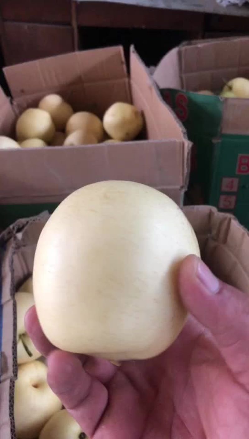 河北辛集皇冠二级梨大量现货需要的老板联系我