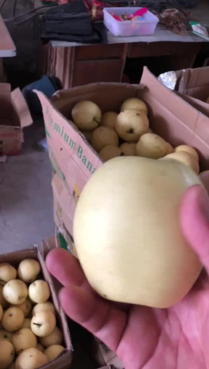 河北辛集皇冠二级梨大量现货需要的老板联系我