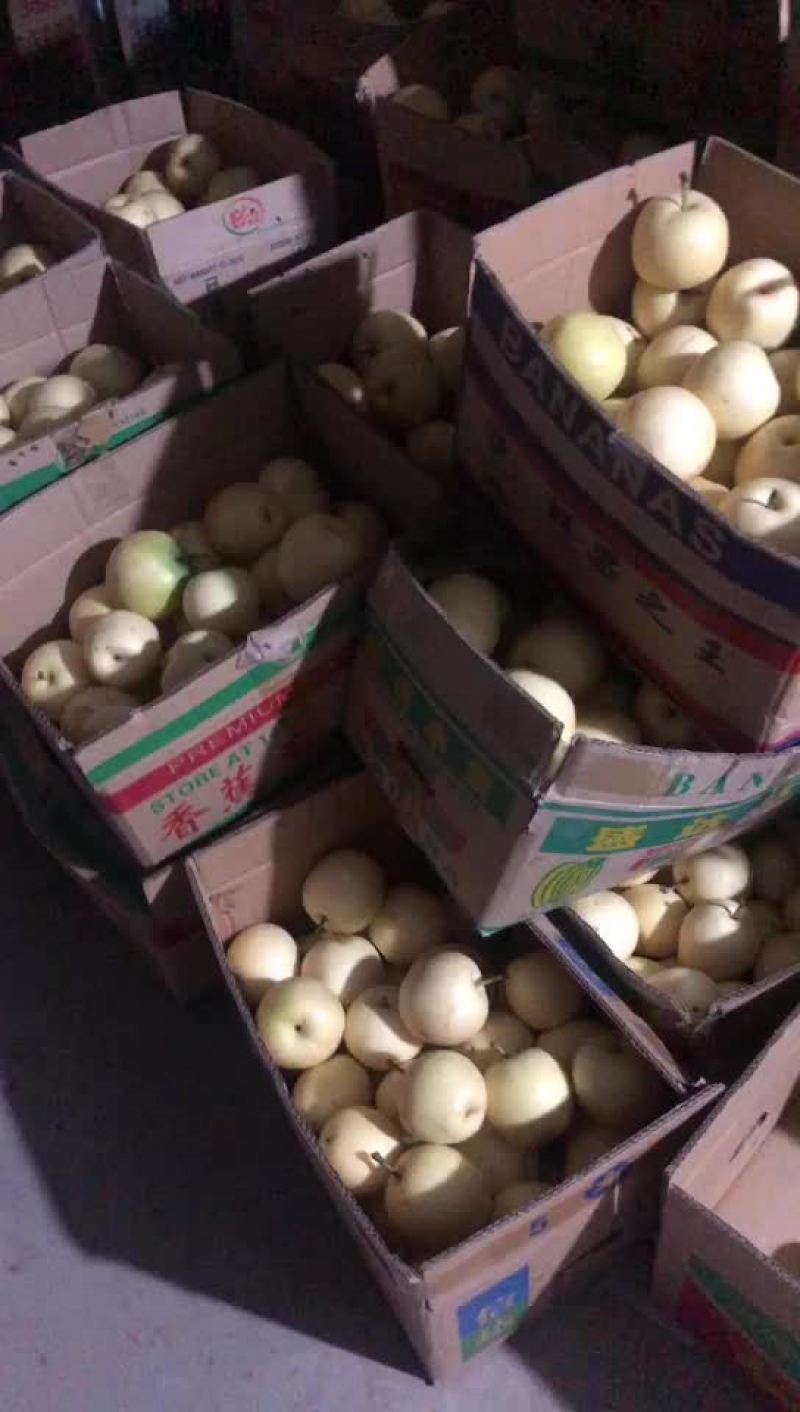 河北辛集皇冠二级梨大量现货需要的老板联系我