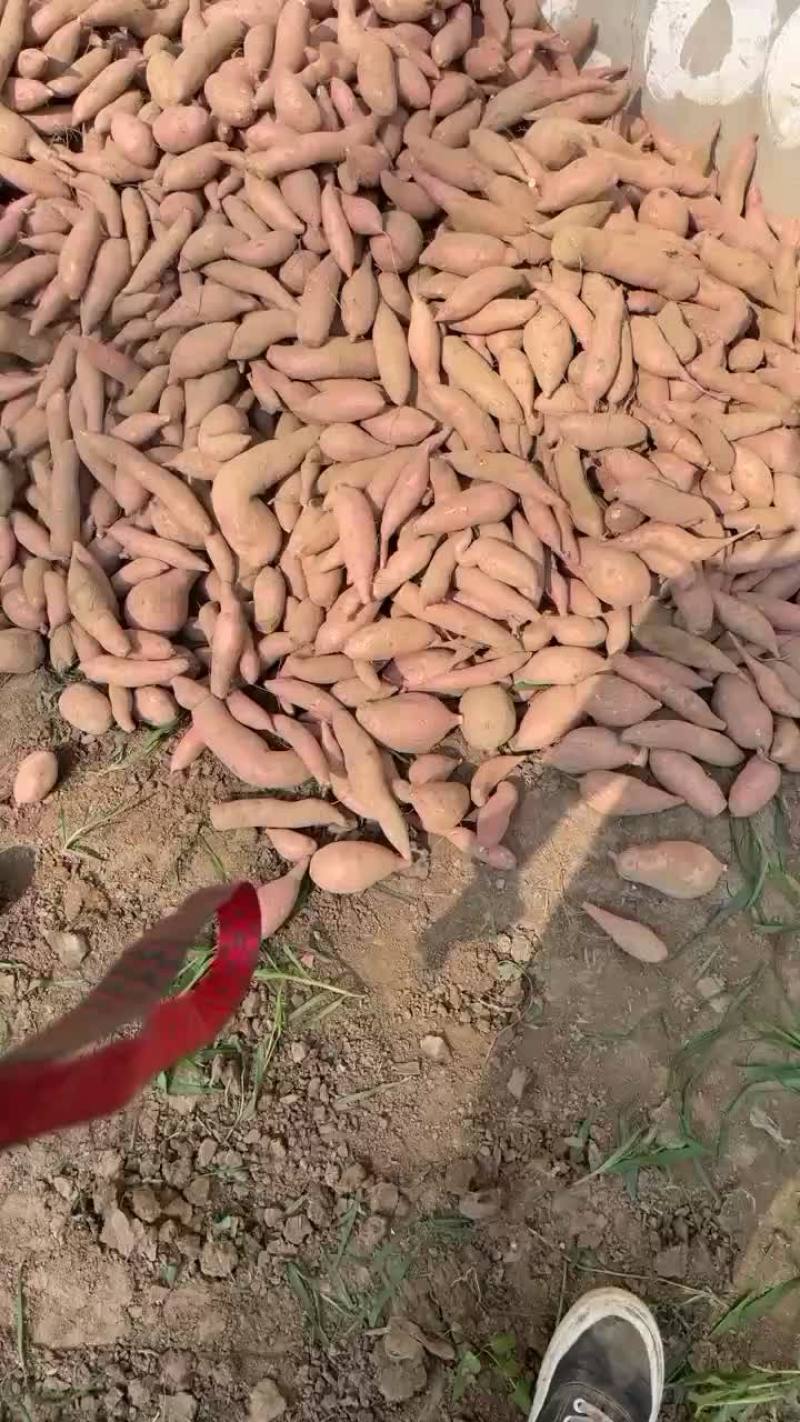 河北雄县红薯