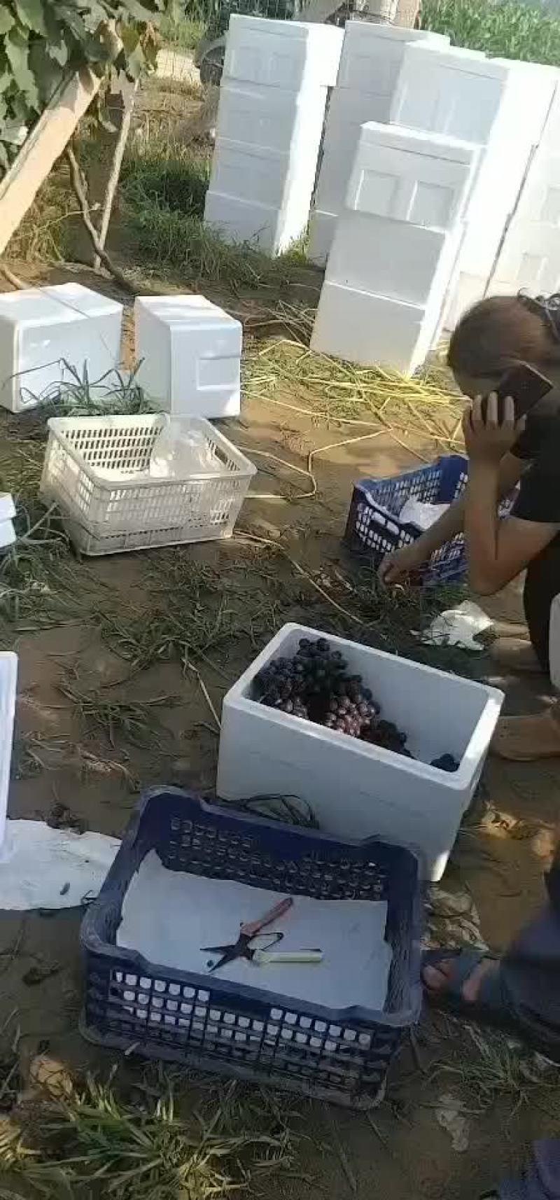 夏黑葡萄