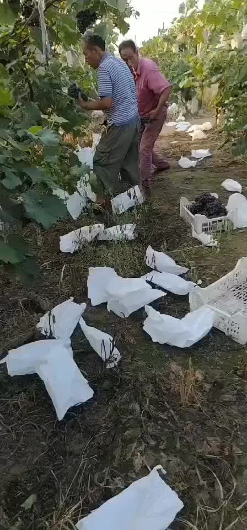 夏黑葡萄