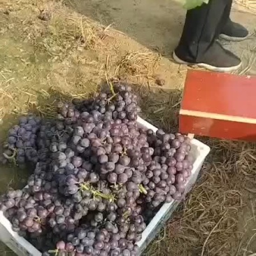 夏黑葡萄