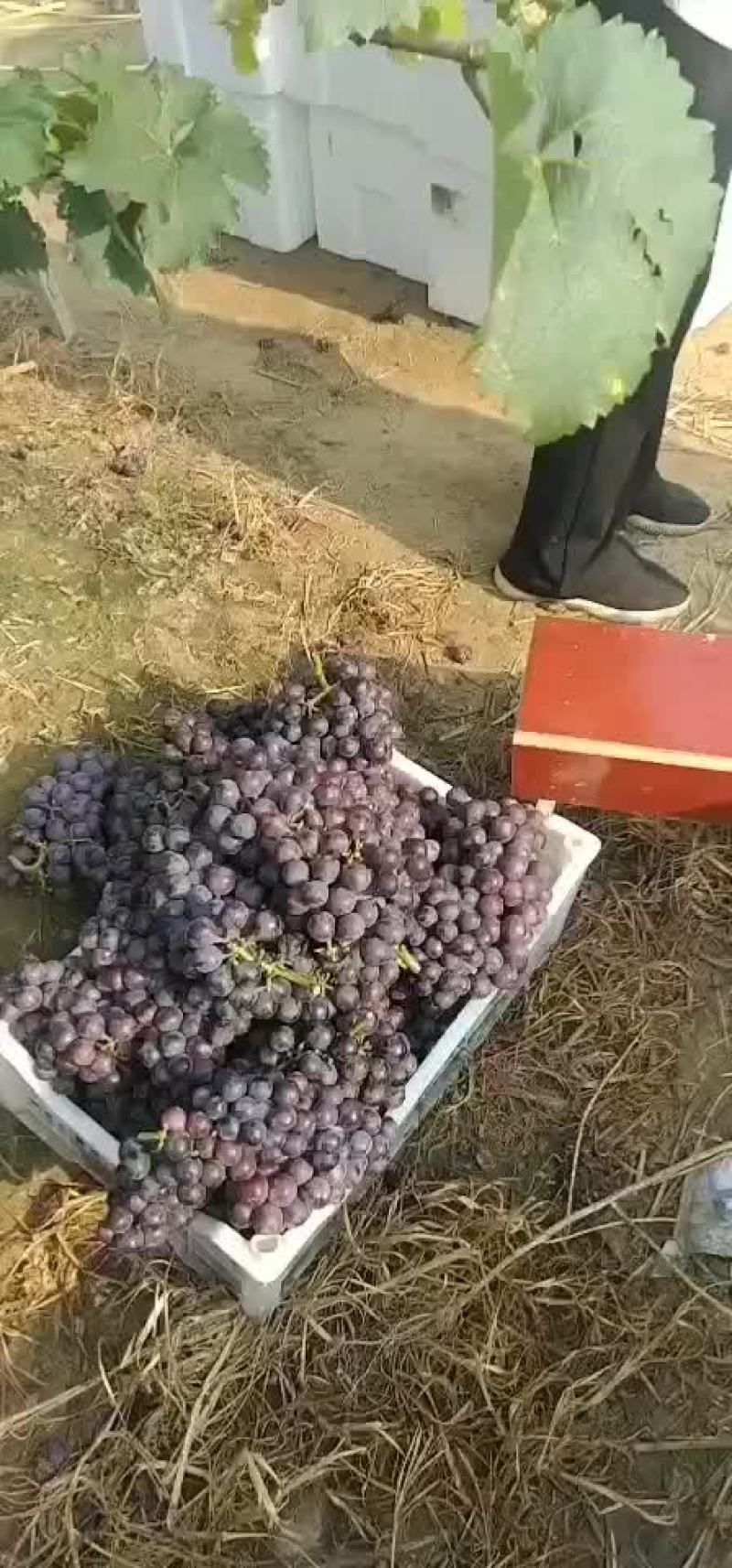 夏黑葡萄
