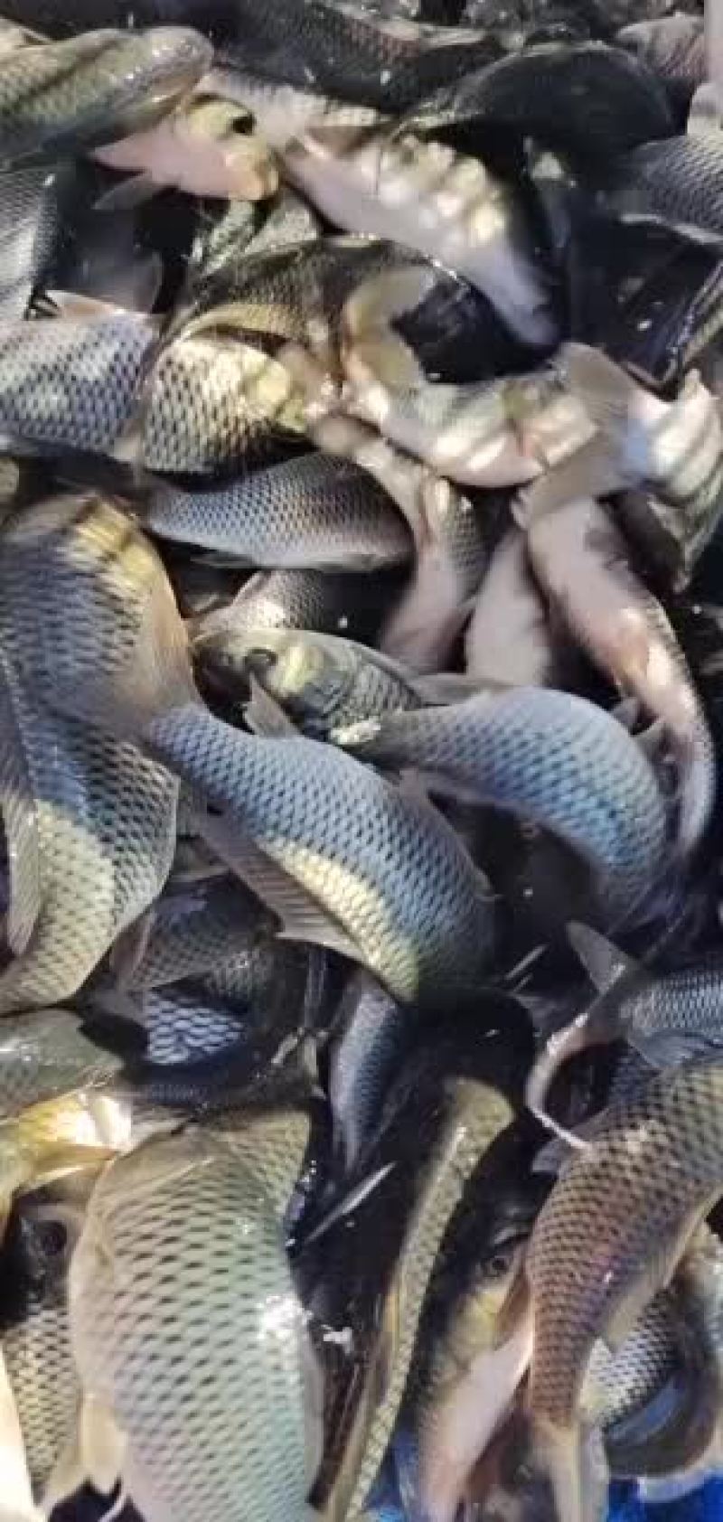 鲤鱼苗
