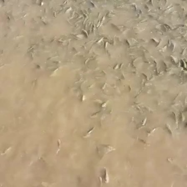 鲤鱼苗
