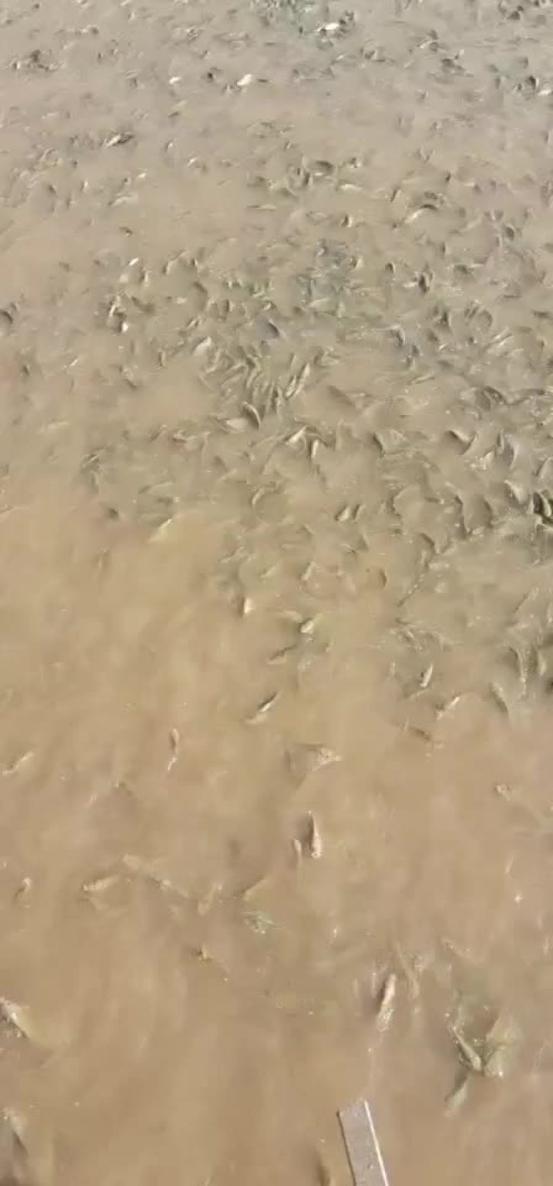 鲤鱼苗