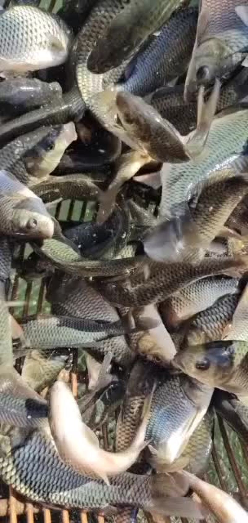 鲤鱼苗