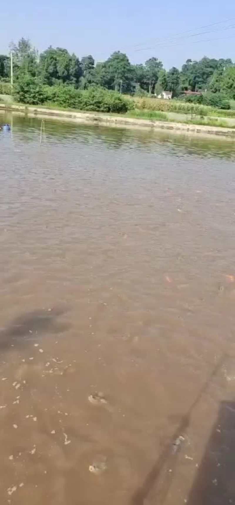 鲤鱼苗
