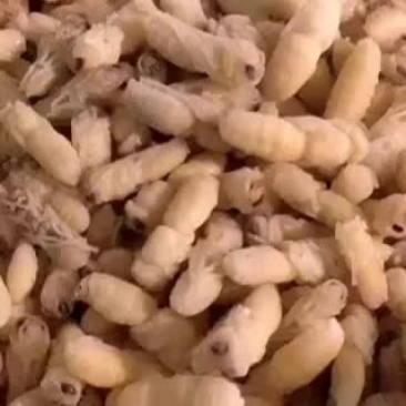 蜂蛹