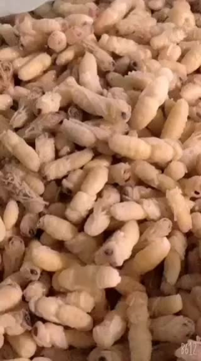 蜂蛹