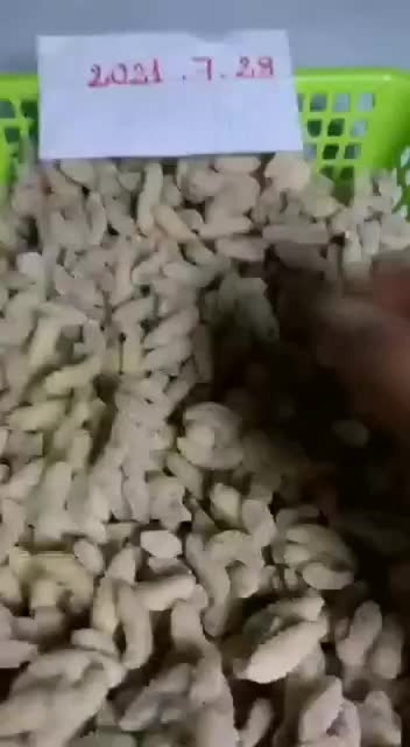 蜂蛹