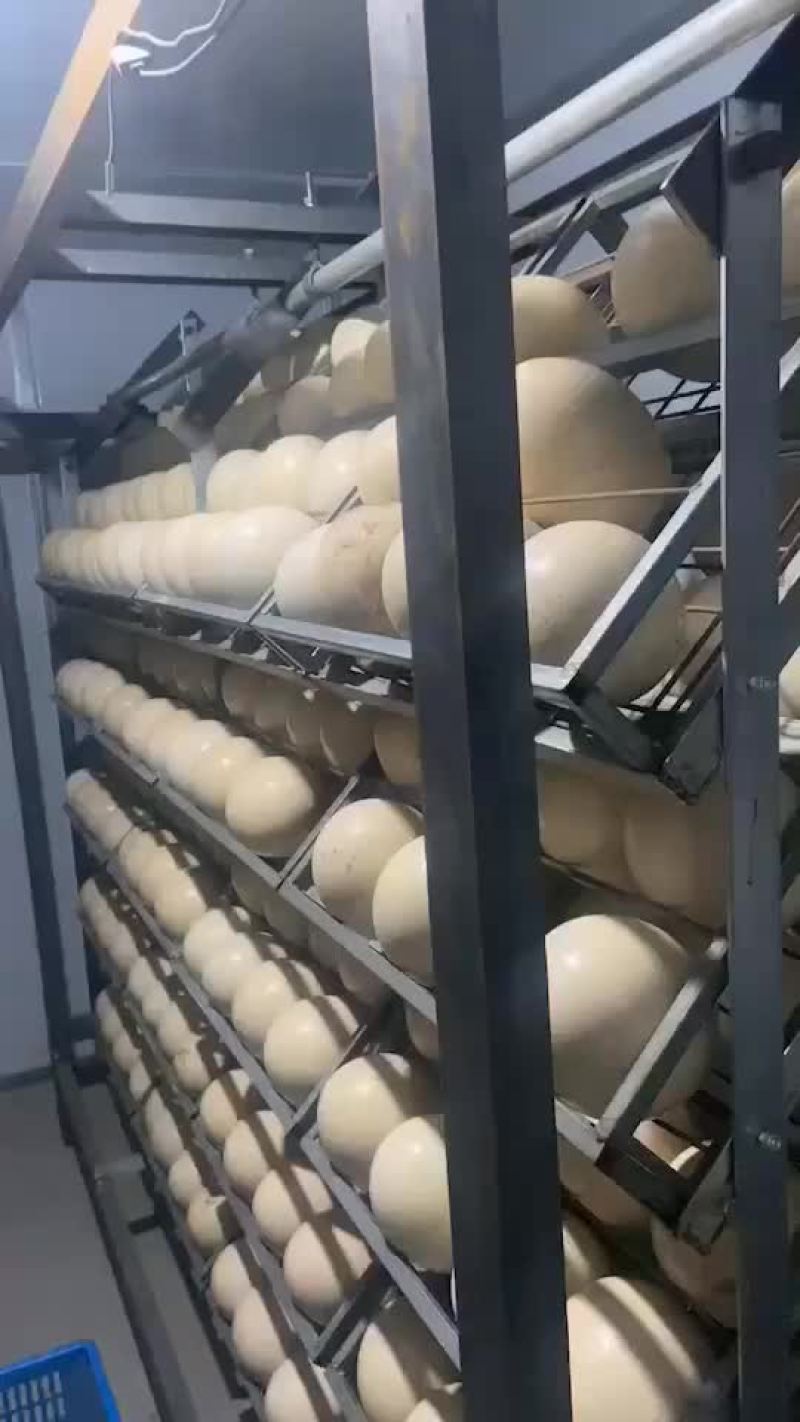 优质鸵鸟蛋，营养价值证高，个大美味。