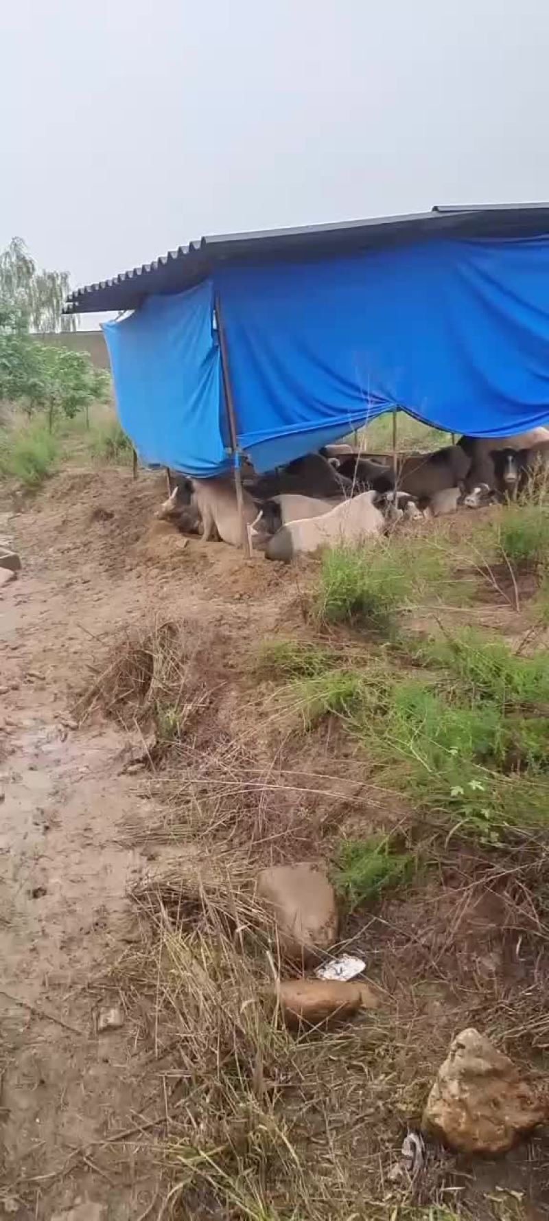 巴拿马香猪