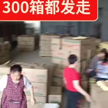 活珠子