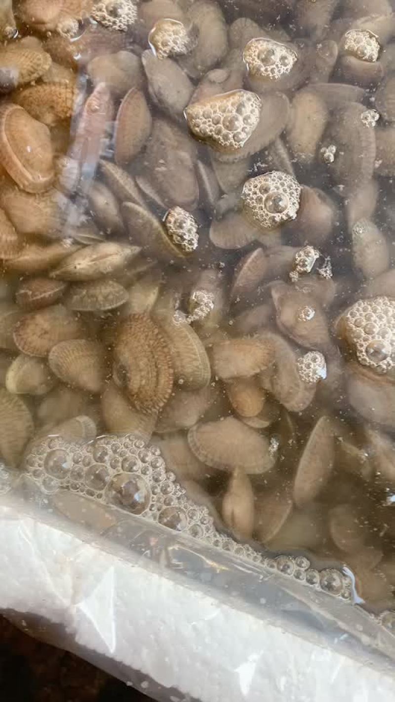 福建油甲花甲价格一塌糊涂欢迎细聊咨询